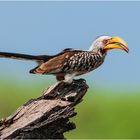 Südlicher Gelbschnabeltoko Namibia