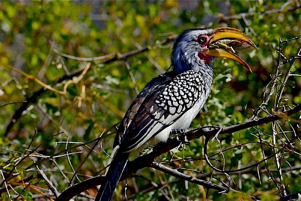 Südlicher Gelbschnabeltoko (Tockus leucomelas)