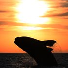 Südlicher Glattwal beim Sprung im Sonnenuntergang