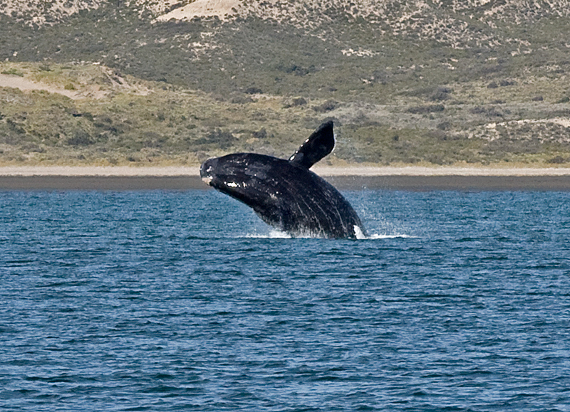 Südlicher Glattwal (Peninsula Valdez, Argentinien)