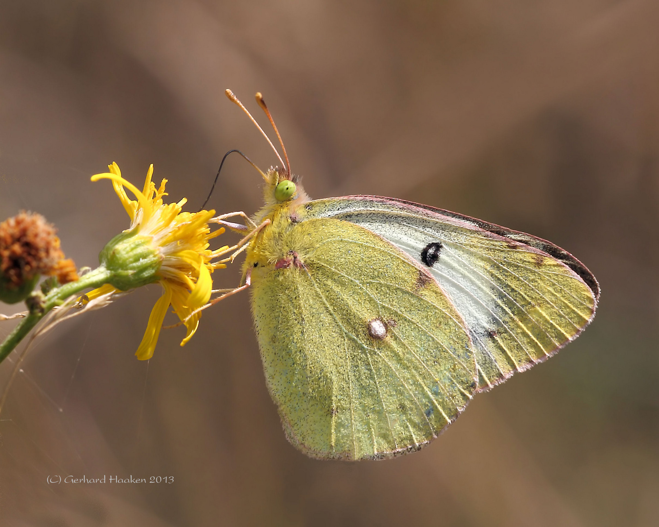 Südlicher Heufalter (Colias alfacariensis)