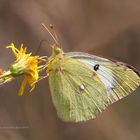 Südlicher Heufalter (Colias alfacariensis)