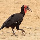 Südlicher Hornrabe  (Bucorvus leadbeateri)