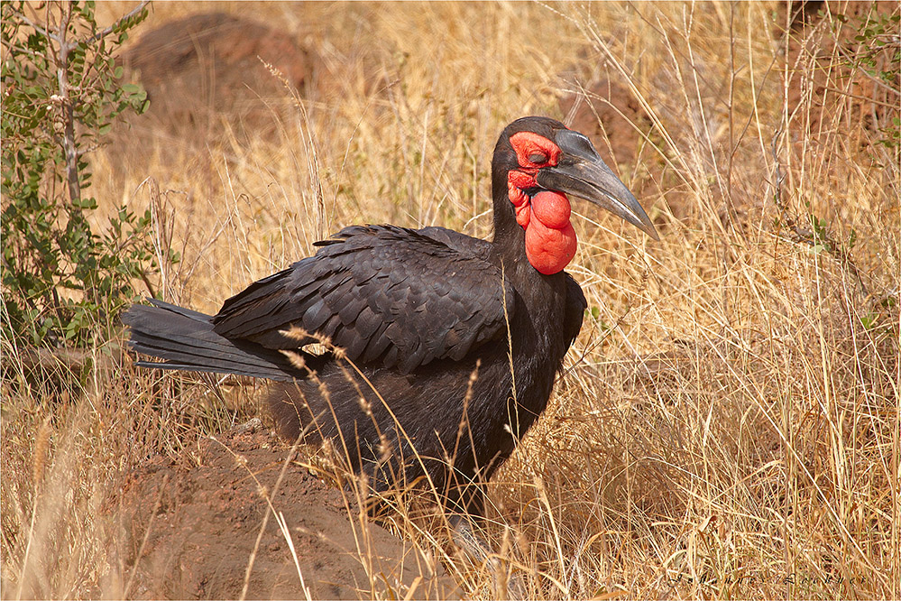 Südlicher Hornrabe (Bucorvus leadbeateri)