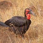 Südlicher Hornrabe (Bucorvus leadbeateri)