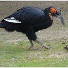 Südlicher Hornrabe (Bucorvus leadbeateri)