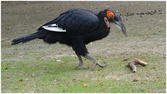 Südlicher Hornrabe (Bucorvus leadbeateri)