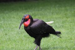 Südlicher Hornrabe (Bucorvus leadbeateri), Parc de Zoologieque & Botanique Muihlhouse 