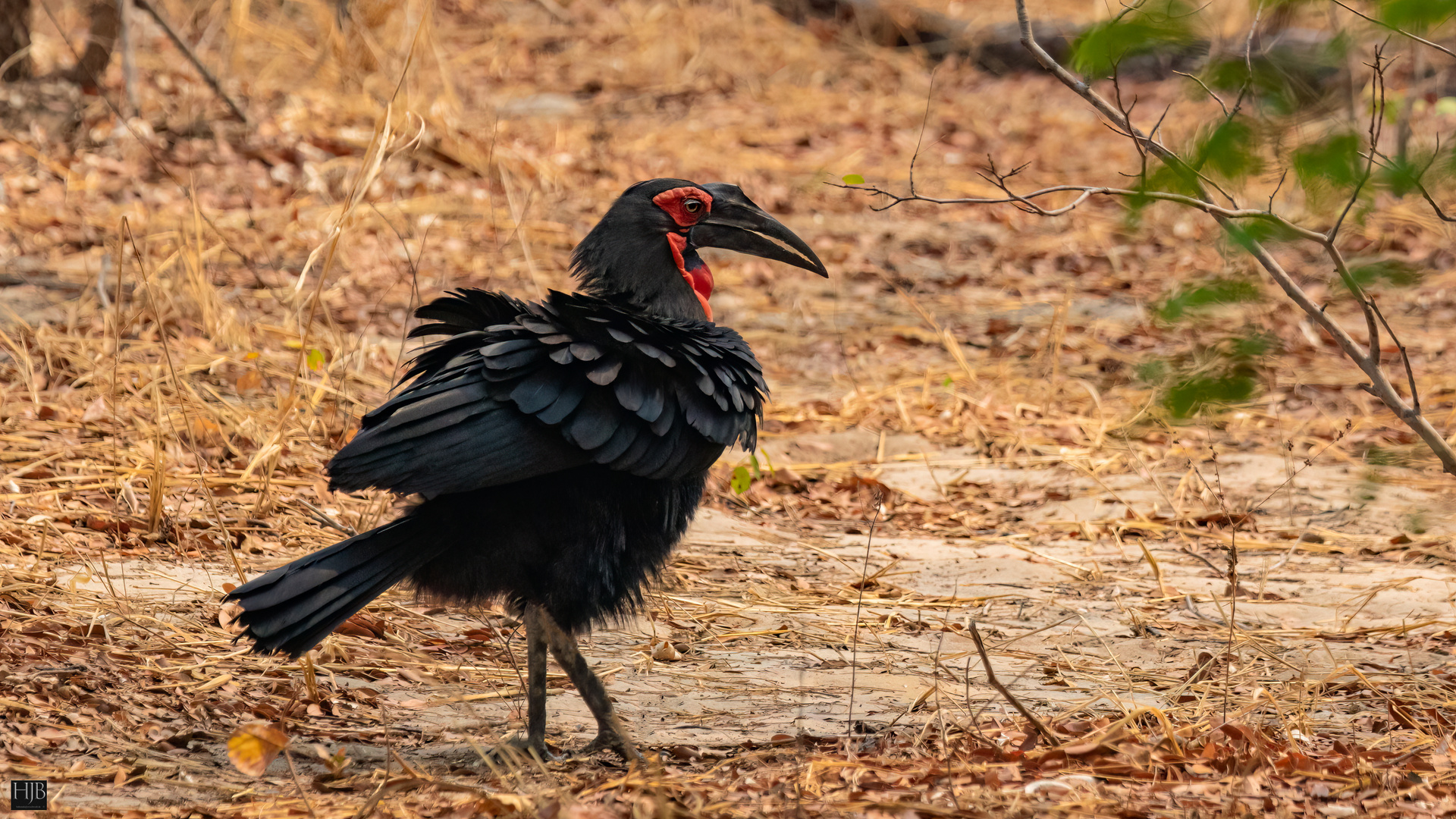 Südlicher Hornrabe (Bucorvus leadbeateri) - Southern Ground-Hornbill