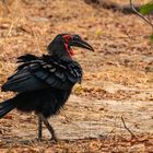 Südlicher Hornrabe (Bucorvus leadbeateri) - Southern Ground-Hornbill