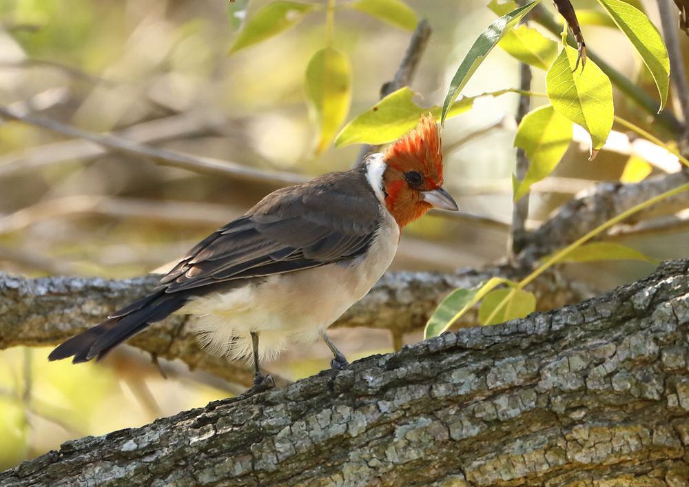 südlicher Kardinal Foto & Bild south america, tiere, wildlife Bilder