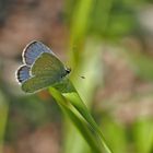 Südlicher Kurzgeschwänzter Bläuling (Cupido alcetas) - L'Azuré de la Faucille.