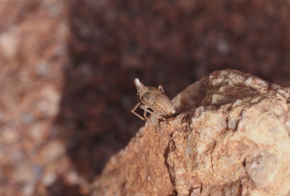 südlicher Laternenträger (Bursinia genei)