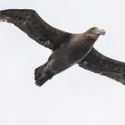 Südlicher Riesensturmvogel  -DSC_7601-2