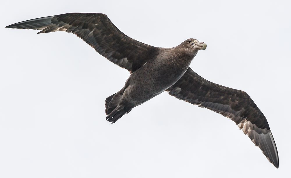 Südlicher Riesensturmvogel  -DSC_7601-2