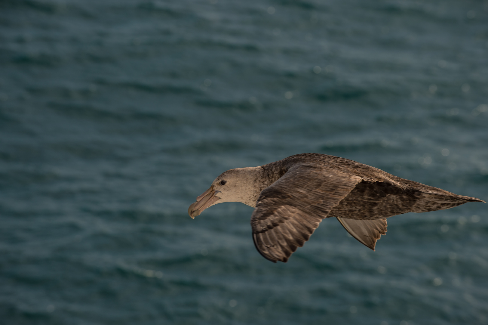 Südlicher Riesensturmvogel (Macronectes giganteus)