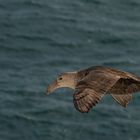 Südlicher Riesensturmvogel (Macronectes giganteus)