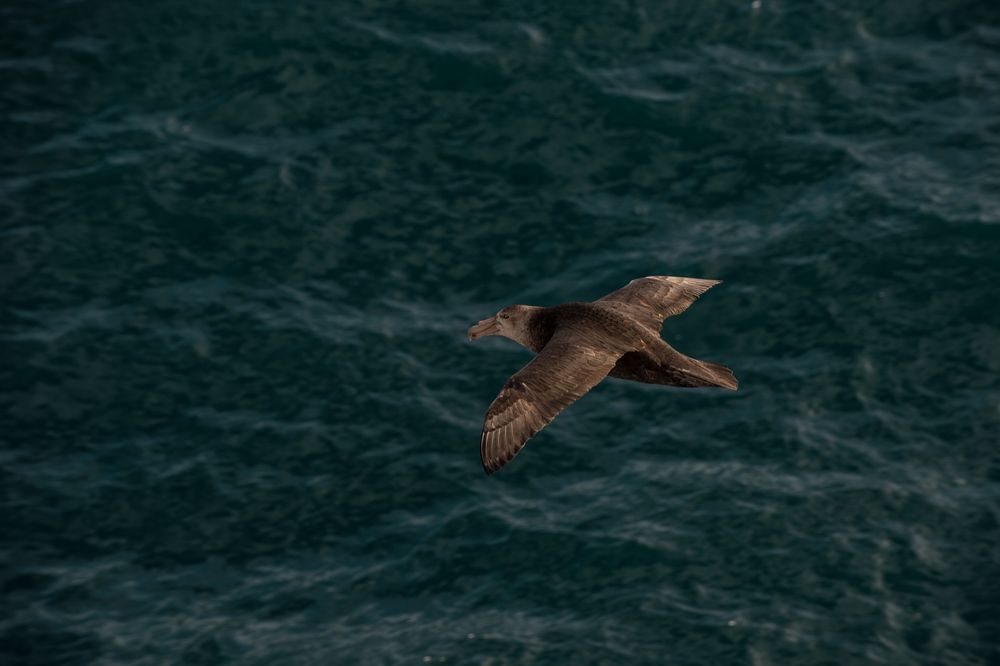 Südlicher Riesensturmvogel (Macronectes giganteus)