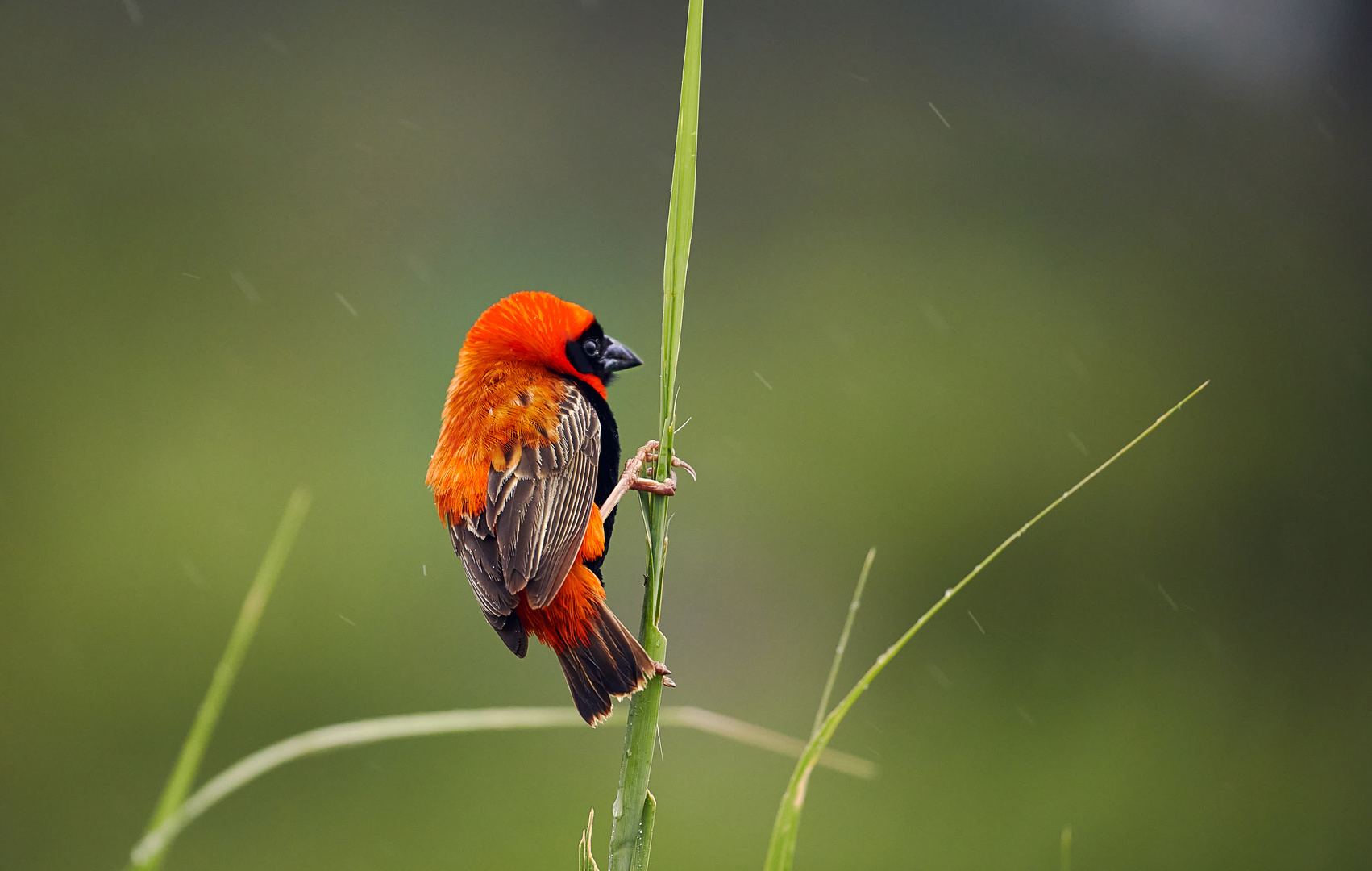 Südlicher Roter Bishop