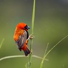 Südlicher Roter Bishop