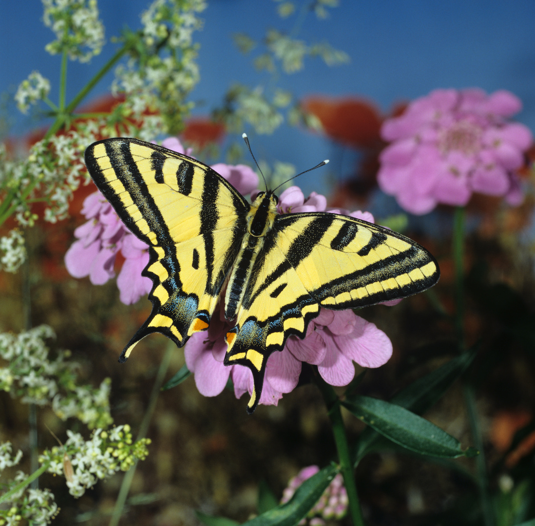 Südlicher Schwalbenschwanz, Southern Swallowtail