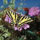 Südlicher Schwalbenschwanz, Southern Swallowtail