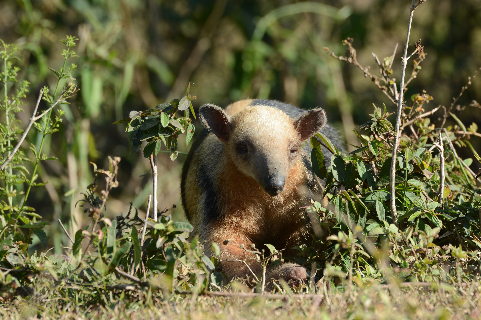 Südlicher Tamandua Foto & Bild natur, tiere, wildlife Bilder auf
