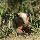 Südlicher Tamandua