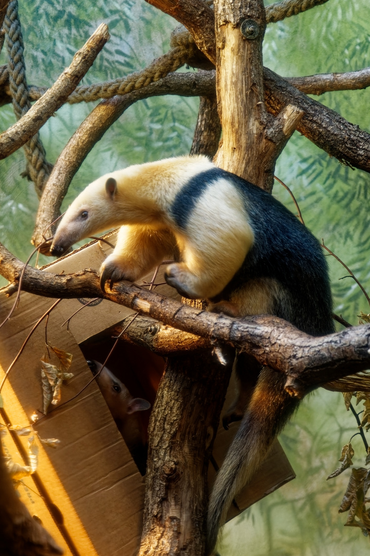 Südlicher Tamandua