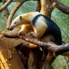 Südlicher Tamandua