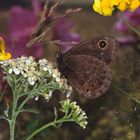 Südlicher Waldportier, Great Sooty Satyr, Schweiz, Wallis, im Obergoms bei Blitzingen,