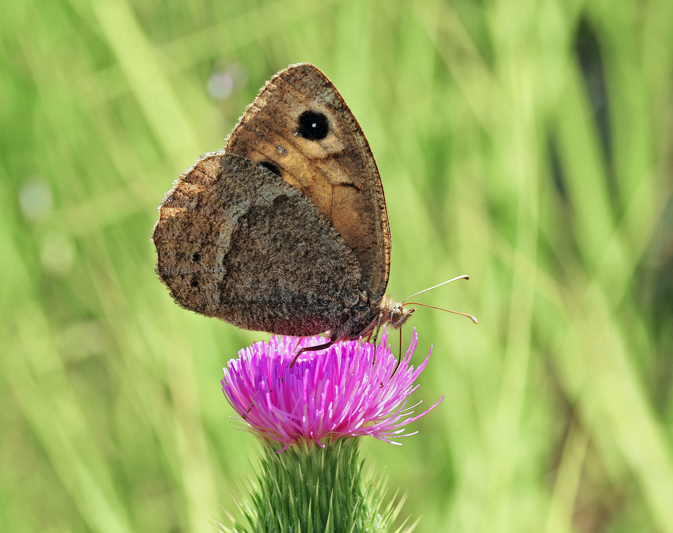 Südlicher Waldportier (Satyrus ferula) - La Grande Coronide.