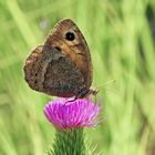 Südlicher Waldportier (Satyrus ferula) - La Grande Coronide.