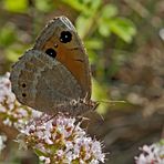 Südlicher Waldportier (Satyrus ferula) - La Grande Coronide.