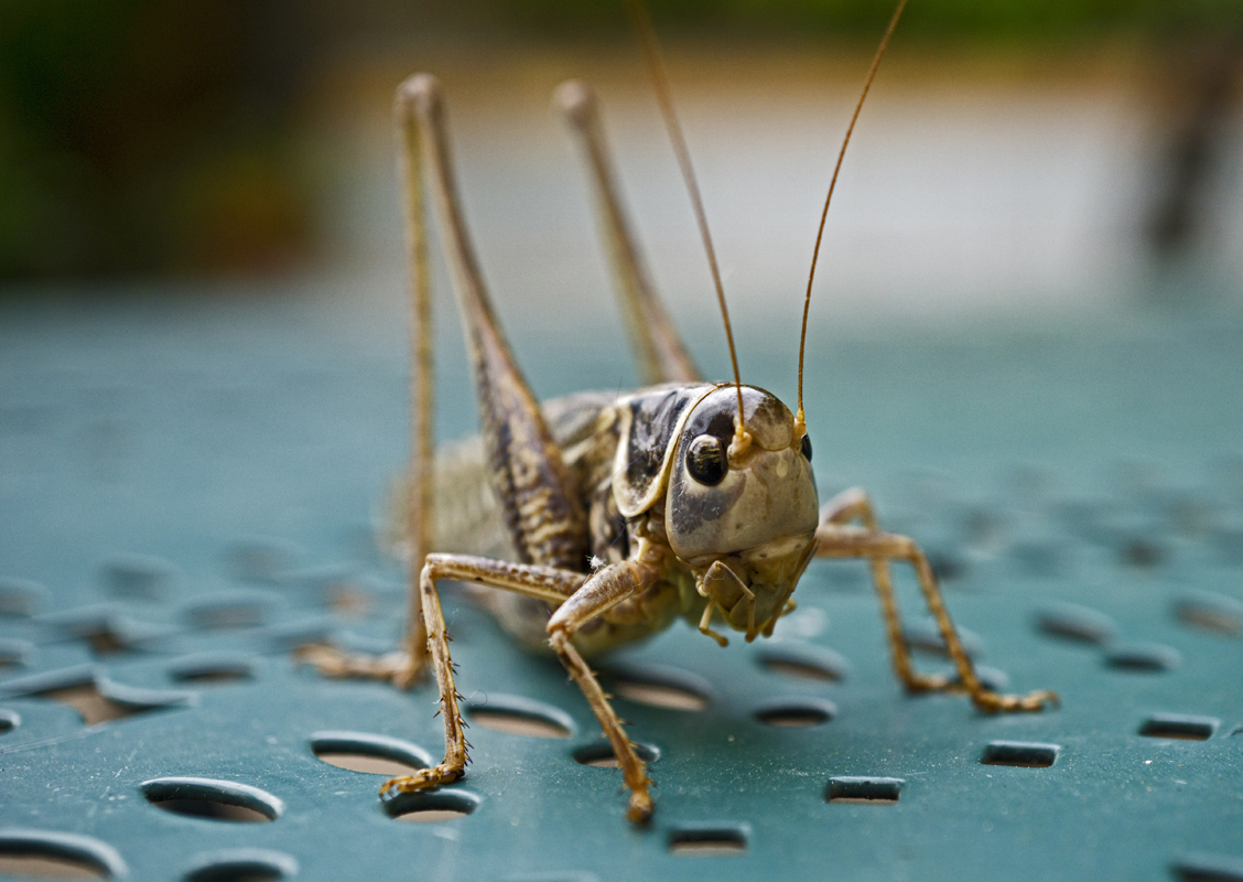 Südlicher Warzenbeißer (Decticus albifrons);