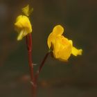 Südlicher Wasserschlauch,  (Utricularia australis)