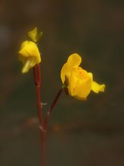 Südlicher Wasserschlauch,  (Utricularia australis)