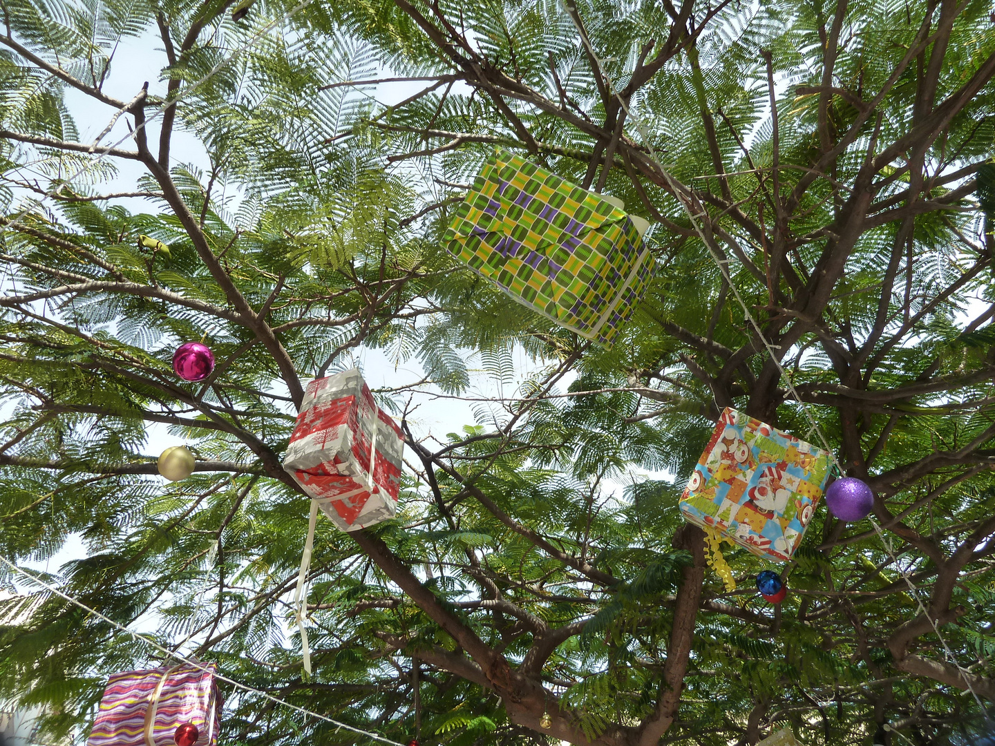 Südlicher Weihnachtsbaum