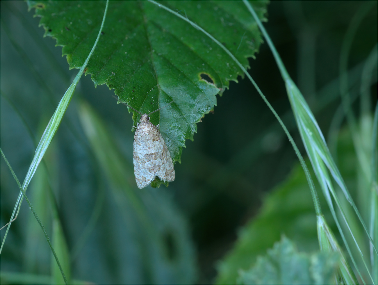 Südlicher Weißdornwickler (Isotrias rectifasciana)