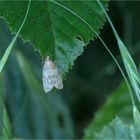 Südlicher Weißdornwickler (Isotrias rectifasciana)