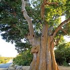 Südlicher Zürgelbaum