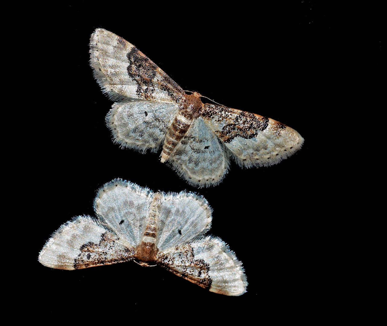 Südlicher Zwergspanner (Idaea rusticata) --- Un petit papillon de nuit!