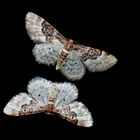 Südlicher Zwergspanner (Idaea rusticata) --- Un petit papillon de nuit!