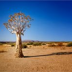 Südliches Afrika [02] – Köcherbaum