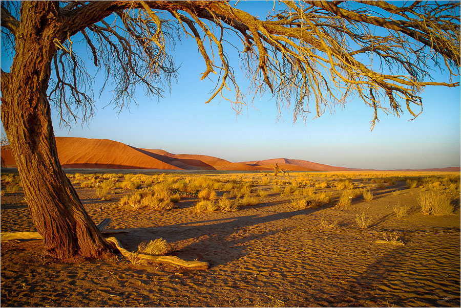 Südliches Afrika [03] – Bei Düne 45