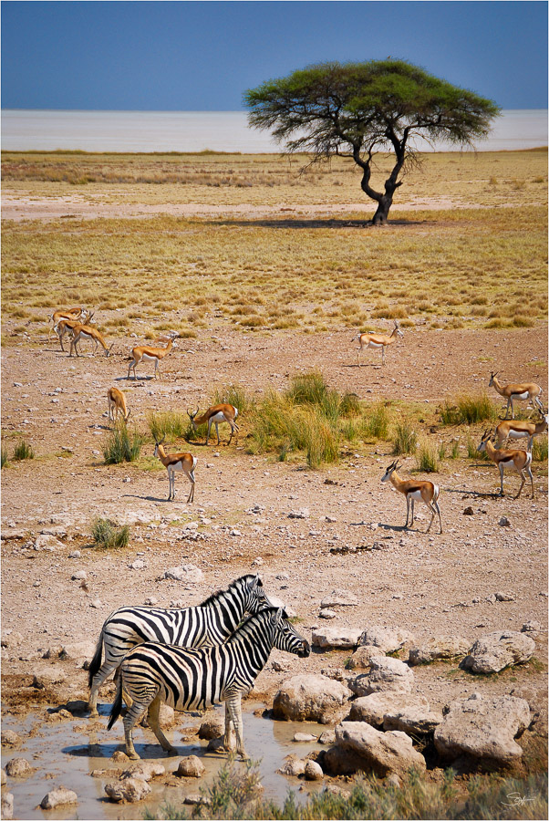 Südliches Afrika [08] – Etosha NP