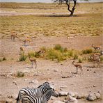 Südliches Afrika [08] – Etosha NP