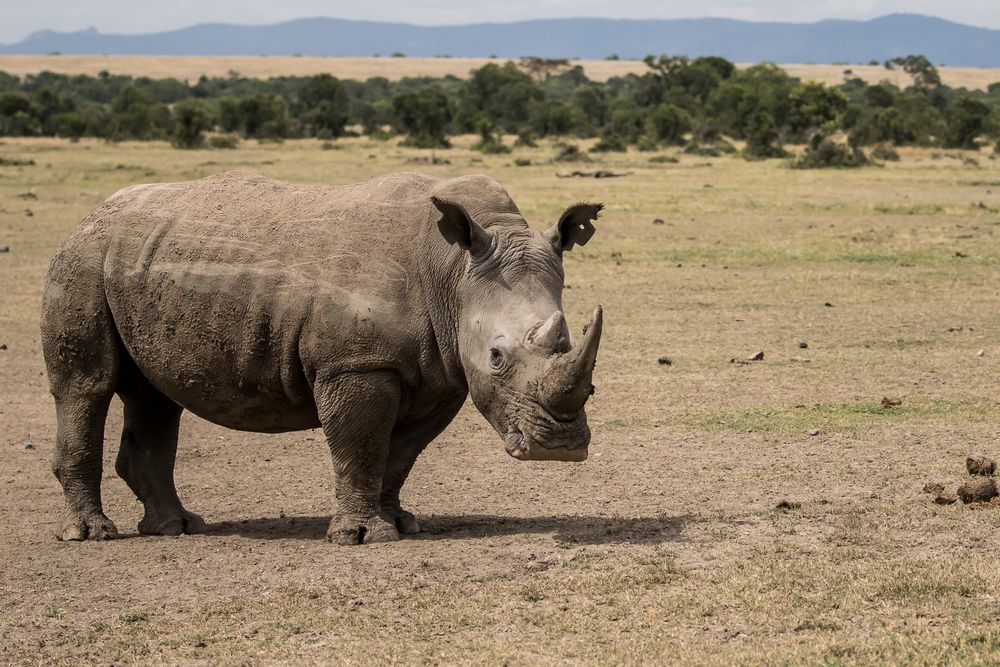 Südliches Breitmaulnashorn