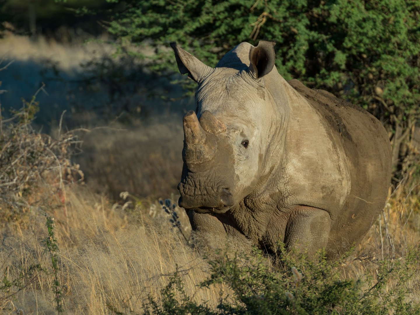 Südliches Breitmaulnashorn