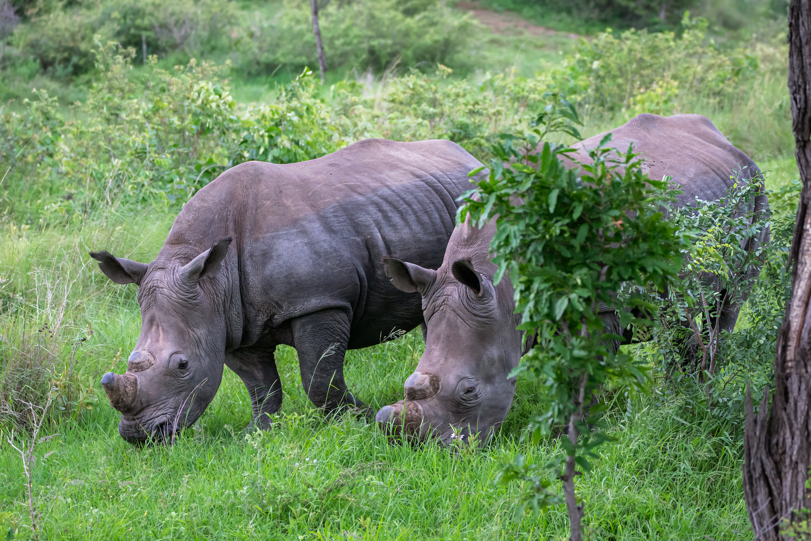 Südliches Breitmaulnashorn
